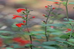 Salvia coccinea